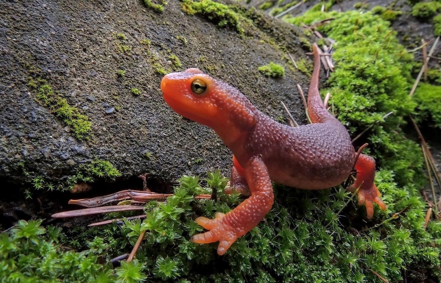 Salamander And Newt San Diego Zoo Animals Plants